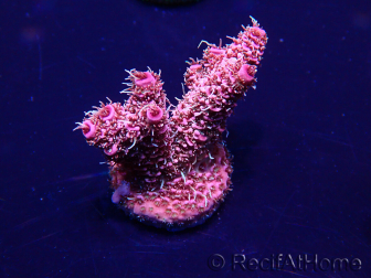 WYSIWYG Acropora milleporaMaricoltura acclimatata a LED