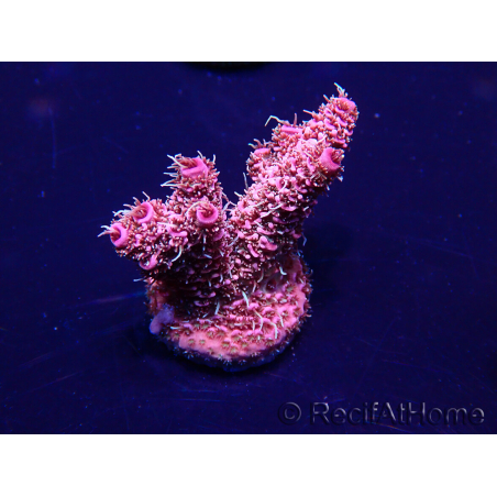 WYSIWYG Acropora millepora Mariculture acclimated LED