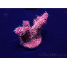 WYSIWYG Acropora millepora Mariculture acclimated LED