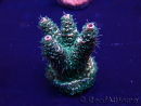 WYSIWYG Acropora Maricultuur geacclimatiseerd LED