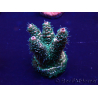 WYSIWYG Acropora Mariculture acclimated LED