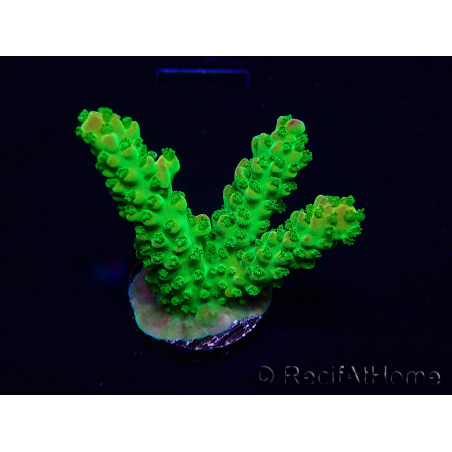 WYSIWYG AcroporaMaricultura aclimatada led