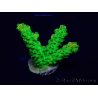 WYSIWYG AcroporaMaricultura acclimatata led
