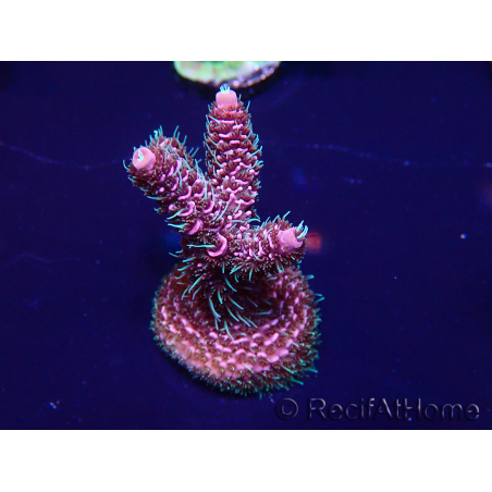 WYSIWYG Acropora acclimated LED