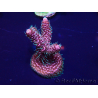WYSIWYG Acropora acclimatato led