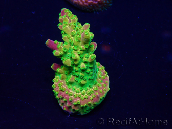 WYSIWYG Acropora Maricultured acclimated LED