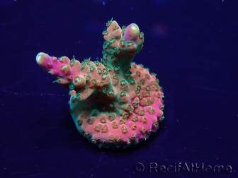 WYSIWYG Acropora Maricoltura acclimatata a LED