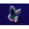 WYSIWYG Acropora acclimatato con LED