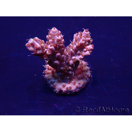 WYSIWYG Acropora 15E2 Mariculture acclimaté led