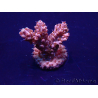 WYSIWYG Acropora 15E2 Mariculture acclimated LED