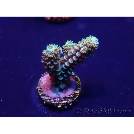 WYSIWYG Acropora Mariculture acclimated LED