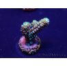 WYSIWYG Acropora Maricoltura acclimatata a LED
