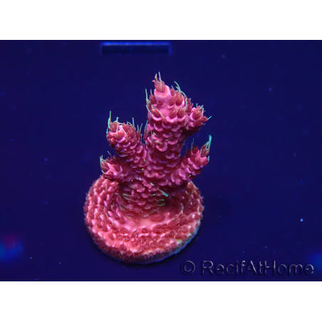 WYSIWYG Acropora acclimated LED