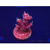WYSIWYG Acropora akklimatisiert LED