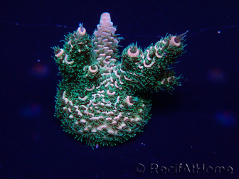 WYSIWYG Acropora millepora Maricoltura acclimatata led