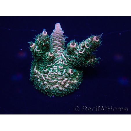 WYSIWYG Acropora millepora 15E5 Mariculture acclimaté led