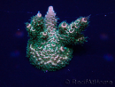 WYSIWYG Acropora Marikultur akklimatisiert LED