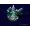 WYSIWYG Acropora millepora Maricoltura acclimatata led