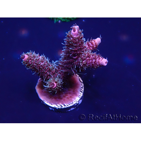 WYSIWYG Acropora Australia acclimated LED