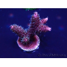 WYSIWYG Acropora millepora 15E6 Mariculture acclimaté led