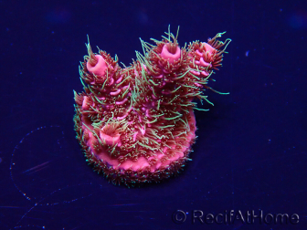 WYSIWYG Acropora millepora 15E7 Mariculture acclimaté led