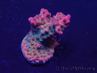 WYSIWYG Acropora 15E9 acclimatata a LED