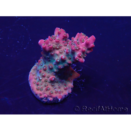 WYSIWYG Acropora 15E9 Mariculture acclimaté led