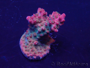 WYSIWYG Acropora 15E9 acclimatata a LED