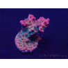 WYSIWYG Acropora 15E9 aclimatada LED