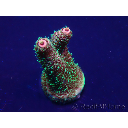 WYSIWYG Acropora 15E10 Mariculture acclimaté led