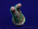 WYSIWYG Acropora aclimatada LED