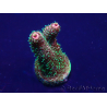 WYSIWYG Acropora 15E10 Mariculture acclimaté led