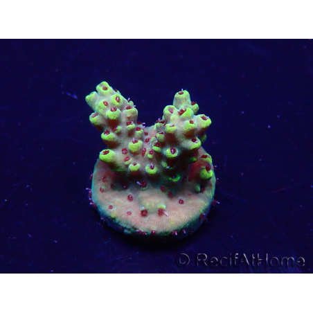 WYSIWYG Acropora Marikultur akklimatisiert LED