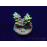 WYSIWYG Acropora 15E11 Mariculture acclimaté led