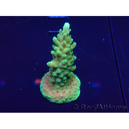 WYSIWYG Acropora 15F4 aclimatada LED