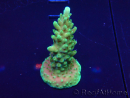 WYSIWYG Acropora 15F4 geacclimatiseerd LED