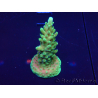 WYSIWYG Acropora akklimatisiert LED