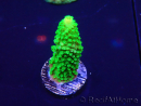 WYSIWYG Acropora 15F6 Mariculture acclimaté led
