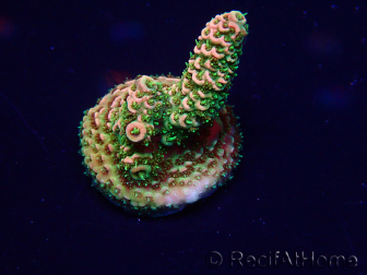 WYSIWYG Acropora 15F7 Australië geacclimatiseerd LED