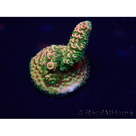 WYSIWYG Acropora 15F7 Mariculture acclimaté led