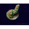 WYSIWYG Acropora 15F7 Mariculture acclimaté led