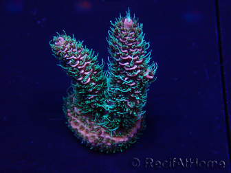 WYSIWYG Acropora Marikultur akklimatisiert LED