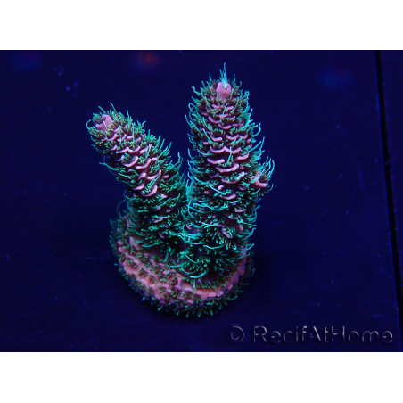 WYSIWYG Acropora millepora 15F8 Mariculture acclimaté led