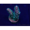 WYSIWYG Acropora tenuis Maricultura aclimatada led