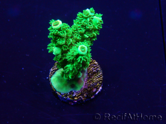 WYSIWYG Acropora Marikultur akklimatisiert LED