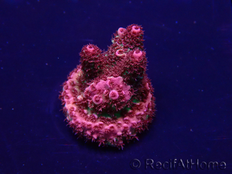 WYSIWYG Acropora Marikultur akklimatisiert LED