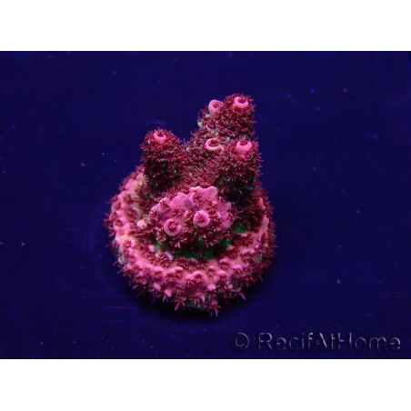 WYSIWYG Acropora hyacinthus 15F10 Mariculture acclimaté led