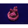 WYSIWYG Acropora hyacinthus 15F10 Mariculture acclimaté led
