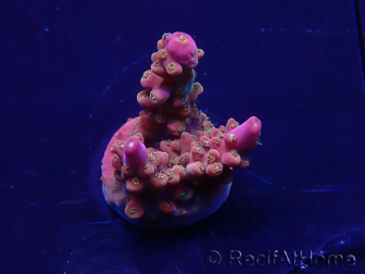 WYSIWYG Acropora Maricoltura acclimatata a LED