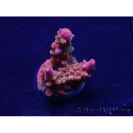 WYSIWYG Acropora 15F11 Mariculture acclimaté led